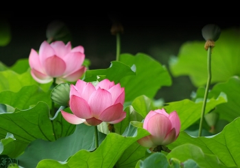 Công đức quét chùa tháp