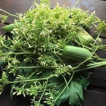 HOA ĐU ĐỦ ĐỰC MỘT LOẠI THỨC UỐNG QUÝ