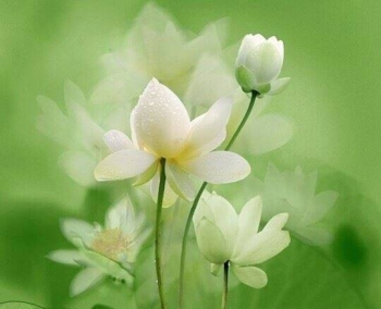 BÁT QUAN TRAI GIỚI