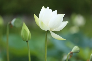 LUÂN HỒI